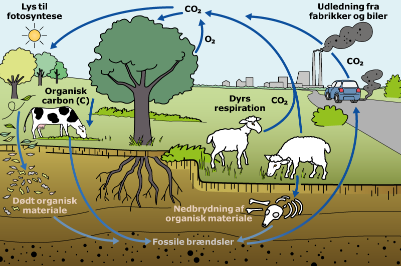 
                            Lys til fotosyntese 
                            Udledning fra fabrikker og biler 
                            Organisk carbon (C)
                            Dyrs respiration 
                            Dødt organisk materiale 
                            Nedbrydning af organisk materiale 
                            Fossile brændsler 
                            